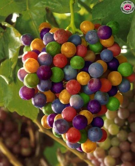 Des grains de raisins colorés